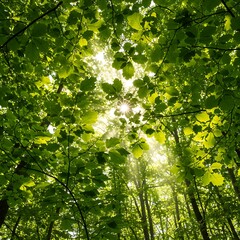 Obraz premium 木漏れ日の交響曲