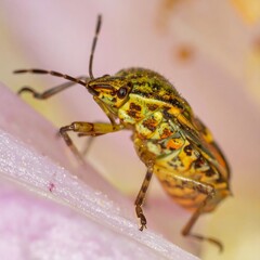 Naklejka premium A close-up view of a small, patterned insect on a soft pink surface. The creature is detailed and colorful