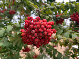Vibrant red berries on a branch with green leaves and soft bokeh