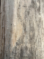 Fototapeta premium Beige Dry Old Wood Texture