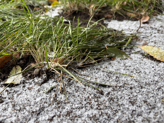 Green grass and fallen leaves lightly covered with fresh white snow