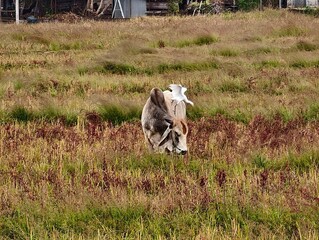 A cattle egret standing on the back of a cow while grazing in a rural grass field. A natural wildlife interaction often seen in countryside landscapes.