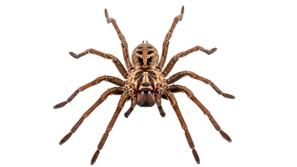 Detailed close up of a wolf spider isolated on transparent background
