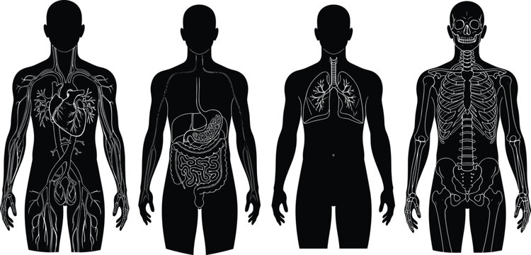 Circulatory, Digestive, Respiratory, and Skeletal Anatomy Set Vector Illustration for Medical and Educational Content