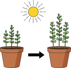 Young potted plants growing taller under bright sunlight illustrating natural development, healthy foliage, and organic gardening progress over time