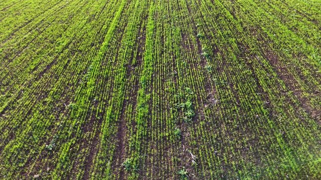 Straight Down Aerial View Of Parallel Lines In A Wheat Field Created By Seed Drills Showing The Geometry Of Agriculture From A Birds Eye Perspective