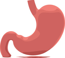 Detailed human stomach internal organ anatomy illustration, isolated on white background, pink and red medical vector for health, digestion, and biology science.