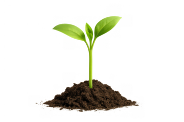 Green sprout growing from soil, emphasizing organic farming, gardening, environmental protection, sustainability, and plant development