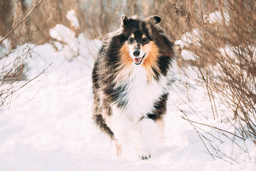 Shetland Sheepdog, Sheltie, Curious Collie Dog Running At Snow Winter Forest. Pet Friendship Concept. Playful Pet Outdoors Winter Season