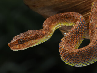 A coiled viper with vibrant orange and yellow keeled scales, showing detailed texture and large eyes against a dark, blurred background, 05 December 2025 Indonesia