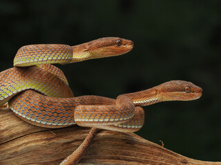 A coiled viper with vibrant orange and yellow keeled scales, showing detailed texture and large eyes against a dark, blurred background, 05 December 2025 Indonesia