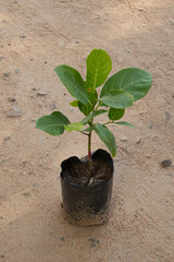 cashew plant in a pot 