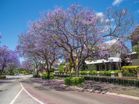 Jacaranda Trees in Subiaco