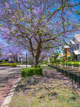 Jacaranda Trees in Subiaco