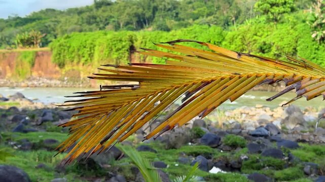 Close up golden palm frond gently curves in the foreground with a tropical river flowing through a lush green valley. Cinematic Nature video