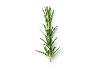 Obraz premium Single fresh green rosemary sprig isolated vertically on a pure white background ingredient for seasoning.