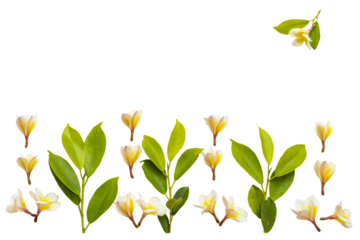 yellow flowers frangipani local flora of asia arrangement flat lay postcard style 