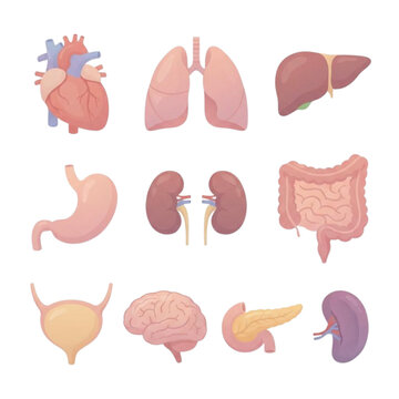 Visceral Gallery in Vector: Detailed, Vibrant Illustrations of Major Organs, Tissues, and Digestive-Tract Structures for Learning and Visual Work