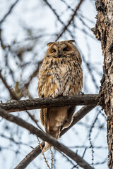Long-eared owl (Asio otus), looking forward with wide opened eyes