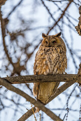 Long-eared owl (Asio otus), looking forward with wide opened eyes