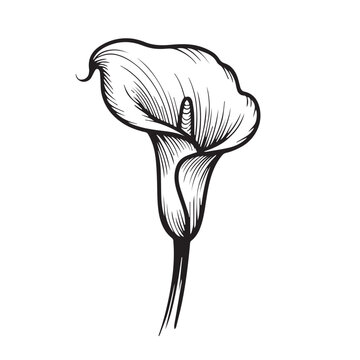 One continuous line illustration of an calla flower, isolated on white background.