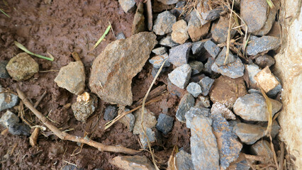 Close Up of Rocks and Soil with Small Plants
