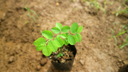 Young Katuk Plant Growing in a Small Nursery Bag