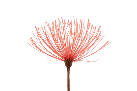Captivating vibrant coral botanical bloom, showcasing delicate radiating filaments and a unique spherical form on a pristine white background - Powered by Adobe