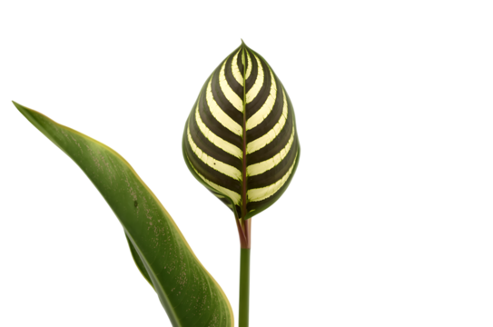 Vibrant striped leaf close-up, revealing intricate natural patterns of tropical plant foliage against a white background