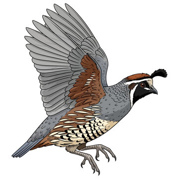 quail hunting illustration logo vector image t shirt