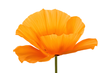Bright Orange Poppy Flower Against a White Background A Beautiful Floral Element