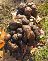 Close-up of a dense cluster of wild brown mushrooms growing on the forest floor among fallen oak leaves and grass. Natural autumn textures and earthy seasonal details.
