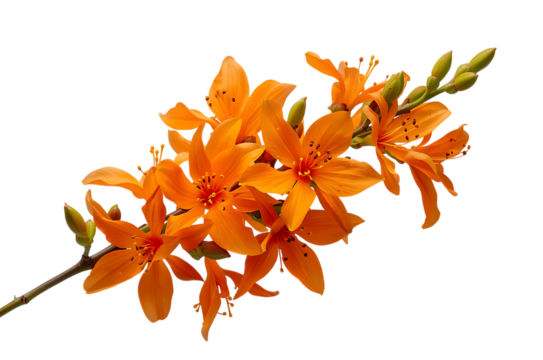 Vibrant Orange Lily Flowers Branch Isolated on White Background, Close-Up View