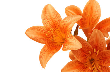A vibrant cluster of blooming orange daylily flowers with delicate petals isolated on a clean white background for copy space
