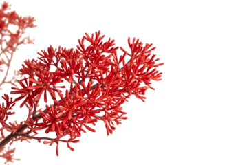 Radiant Blossoms Captivating Close-Up of a Vibrant Red Osier Dogwood Branch Against a Clean White Backdrop