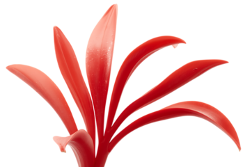 Dynamic red abstract forms with flowing, leaf-like elements creating an artistic and modern visual on a clean white background