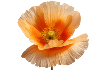 Delicate and fresh Papaver flower in full bloom with soft orange and peach petals isolated on a pure white background