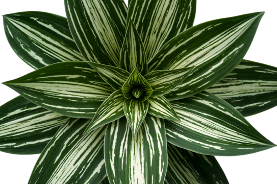 Vibrant green and white striped plant foliage, showcasing intricate natural patterns from a top-down view, highlighting botanical beauty