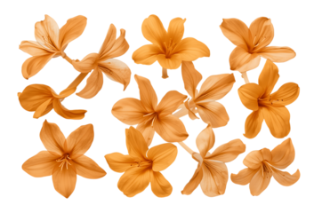 Golden Orange Blooms A Stunning Array of Autumnal Flowers and Delicate Petals