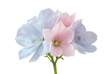 An elegant bouquet of delicate pastel blue and pink blossoms, showcasing natural charm and serene beauty, perfect for spring themes