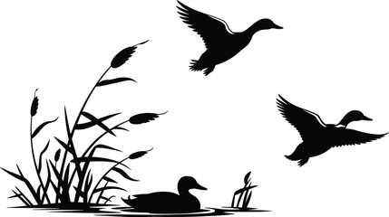 Black silhouette ducks flying and swimming on lake with reeds, vector illustration of wild birds in nature, wildlife, and wetland landscape scene