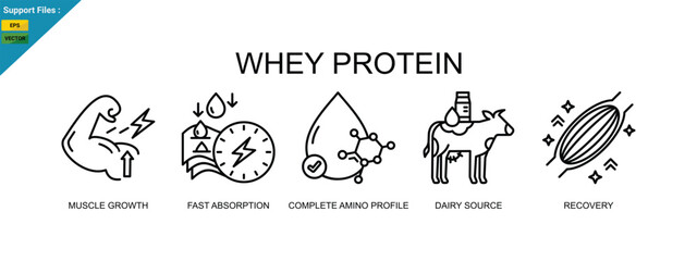 Whey protein icons depict muscle growth, fast absorption, and recovery. Outline icons set.