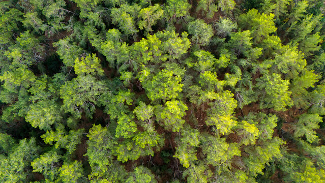 Full frame aerial shot of a verdant pine forest canopy taken from directly above highlighting the detailed texture of the branches and needles in natural light