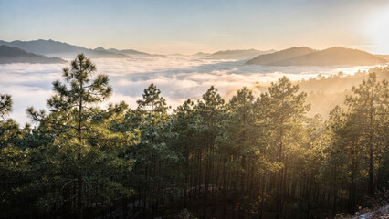 Peaceful sunrise over misty forest and mountain landscape. beautiful scenic view shows golden light beams through pine tree canopy