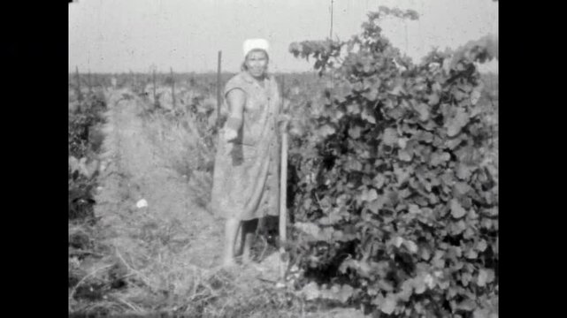 Female farmer weeds vineyard, hard work in farm field. Woman hoeing wild plants, smile with satisfaction at difficult manual dig. agricultural farmland. Old film. Archival retro 1960s. Vintage archive