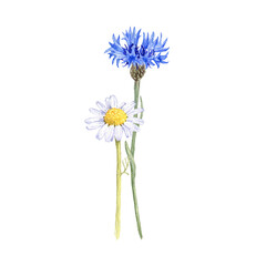 watercolor drawing flowers of blue cornflower and daisy, chamomile and bachelor's button isolated at white background, wild flowering plants, hand drawn illustration