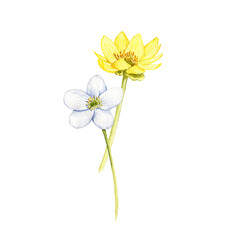 watercolor drawing flowers of windflowers isolated at white background, wild flowering plants, hand drawn illustration