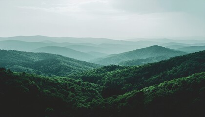 A detailed close-up of a vibrant green fern leaf backlit by sunlight in a lush forest.