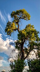 Obraz premium Majestic Tree Reaching for the Sky with Wispy Clouds.