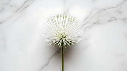 Delicate white flower with thin petals on marble background